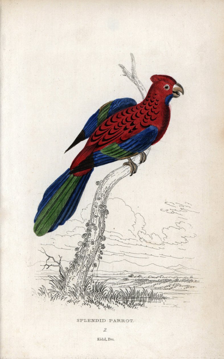 Papagaio esplêndido (Psittacus gloriosus). Platycerus elegans. Litografia de Joseph Kidd, baseada num desenho de John Audubon, em Miscellany of Natural History: Parrots, Sir Thomas DiK Lauder and Captain Thomas Brown, publicado em Edimburgo, Escócia, em 18 de Unbekannter Künstler