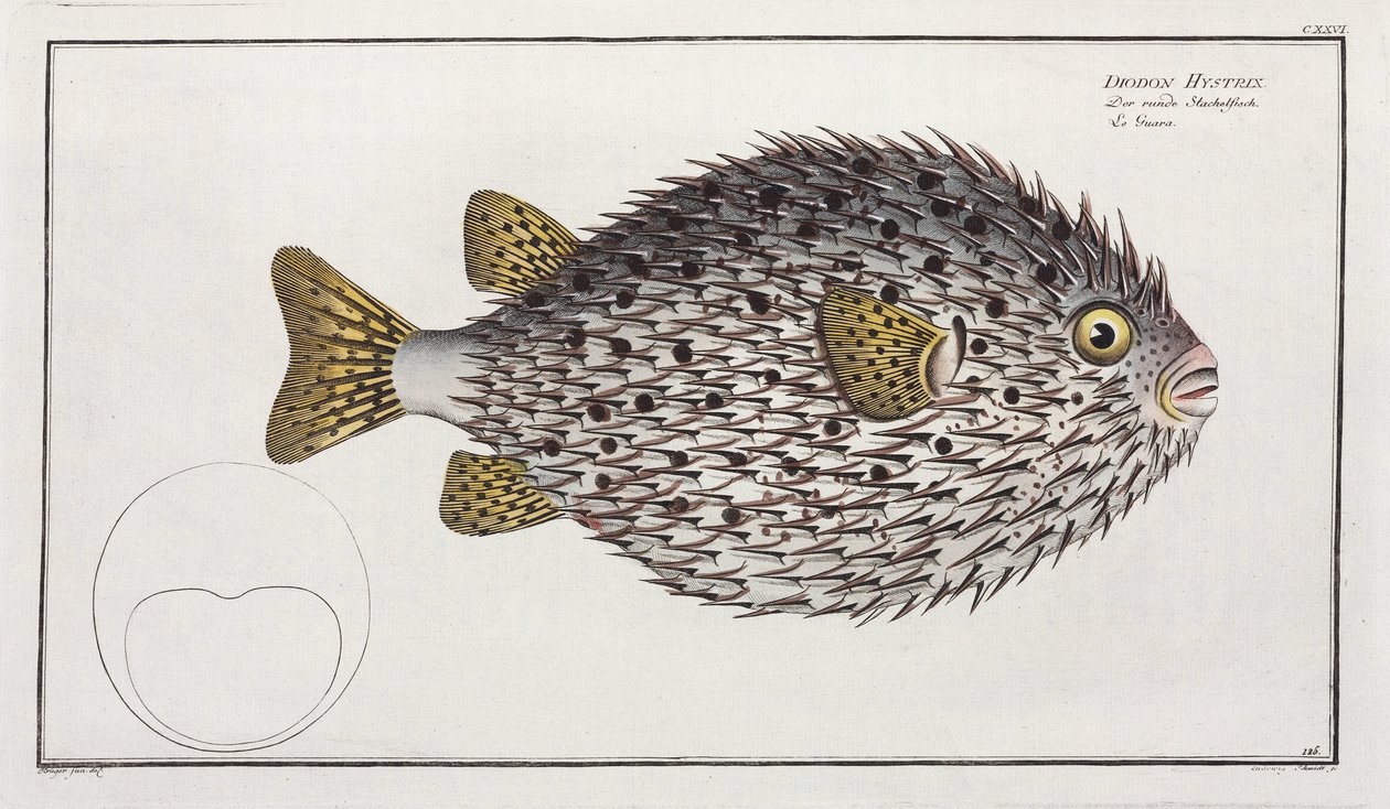 Peixe-porco-espinho de barbatana manchada de Unbekannter Künstler
