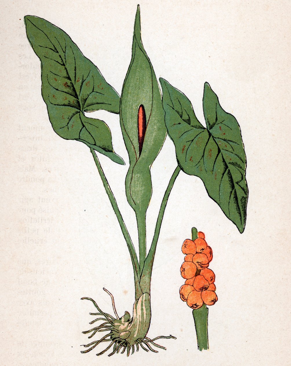 Guelra manchada (Arum maculatum ou Chandelle, Veal
