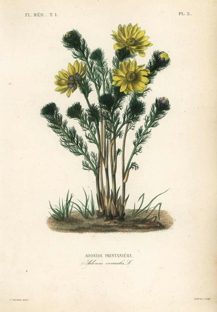 Olho de faisão de primavera ou falso hellebore, Adonis vernalis, Adonide printaniere de Unbekannt
