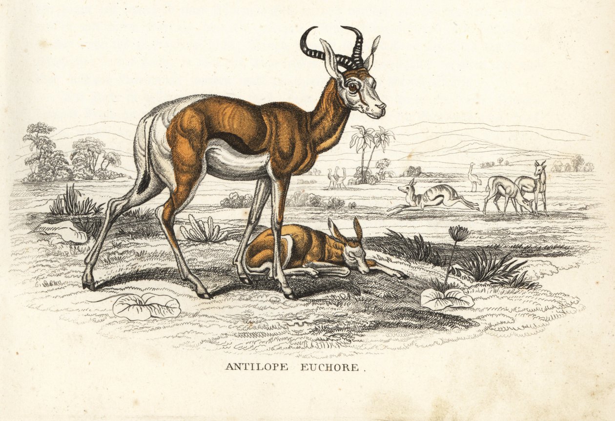 Gazela-brava, Antidorcas marsupialis (Antílope euchore). Litografia colorida à mão da Galeria de História Natural de Georg Friedrich Treitschke, Naturhistorischer Bildersaal des Thierreiches, Liepzig-1842. de Unbekannter Künstler