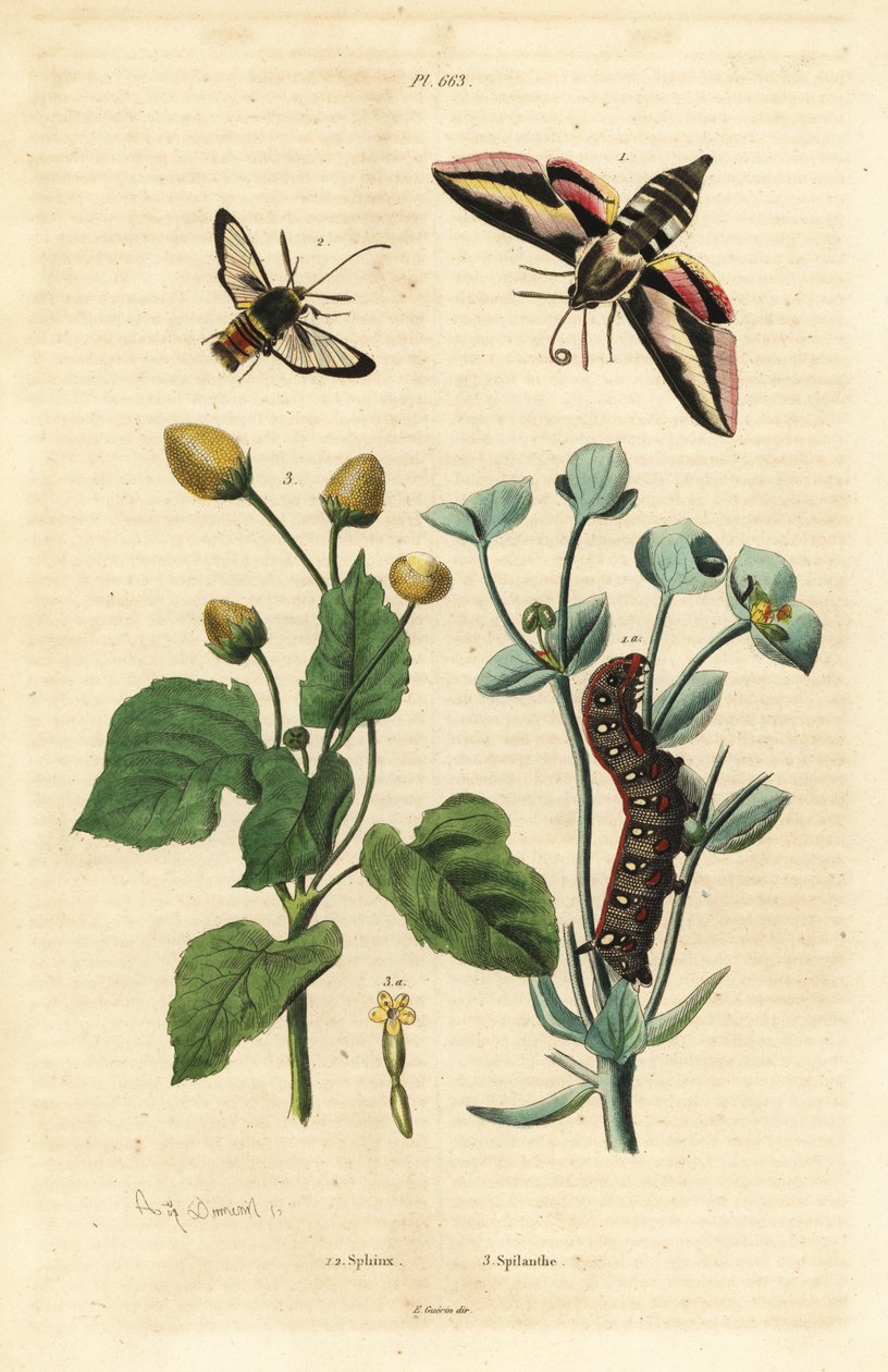 Traça-pesqueira, Hyles euphorbiae e lagarta 1, traça vespa, Sesia apiformis 2, e planta dor de dentes, Spilanthes species de Unbekannt