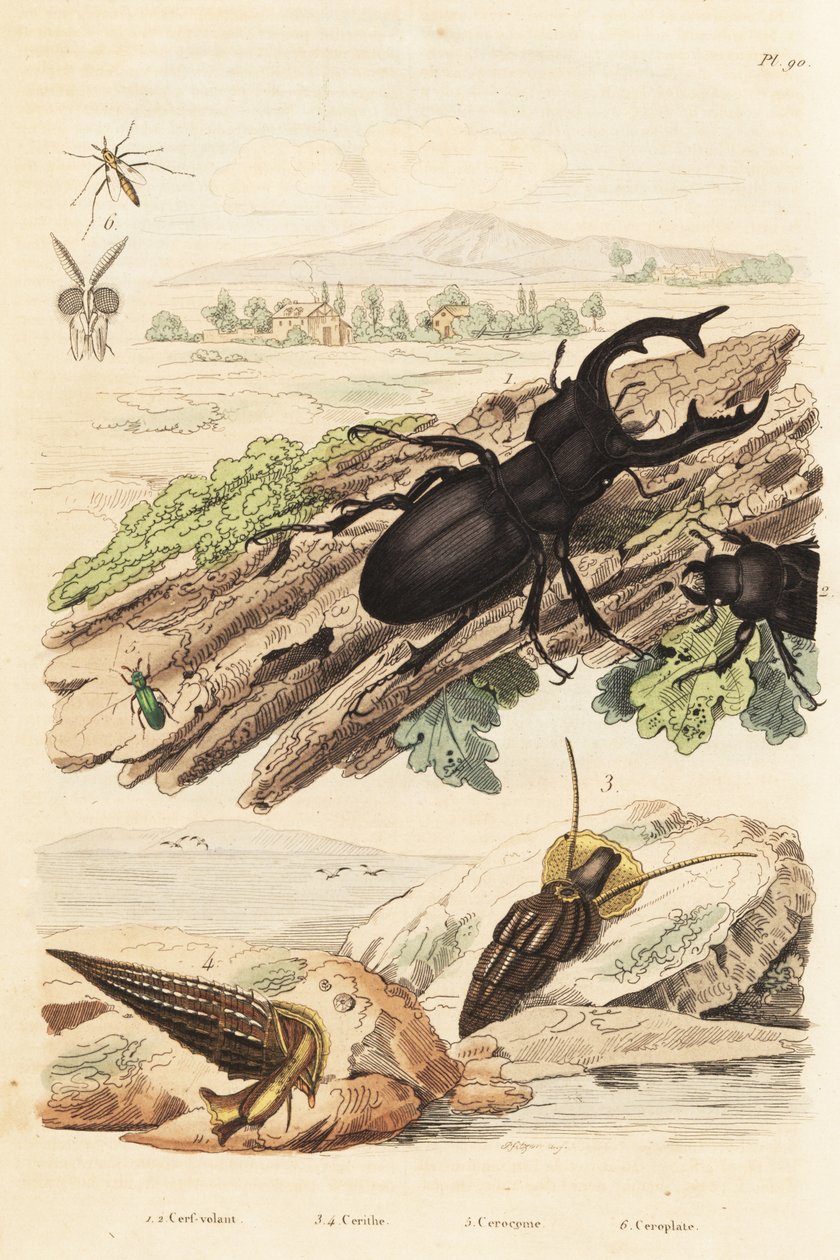 Escaravelho veado, Lucanus cervus 1, Cerithium sulcatum e Rhinoclavis aspera moluscos 3,4, Cerocoma elateroides 5 e Keroplatus tipuloides wasp 6 de Unbekannt