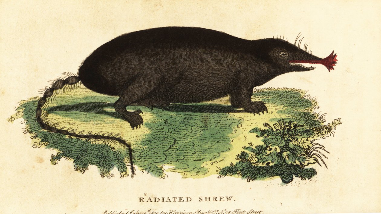 Toupeira de nariz estrelado, Condylura cristata,1800 (gravura) de Unbekannter Künstler