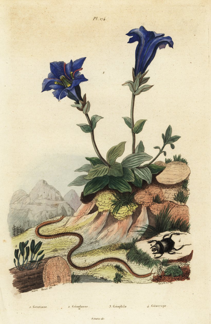 Gentiana sem haste, Gentiana acaulis 1, Clavaria ophioglossoides 2, centopéia, Geophilus walckenaerii 3 e escaravelho, Geotrupes momus 4 de Unbekannt