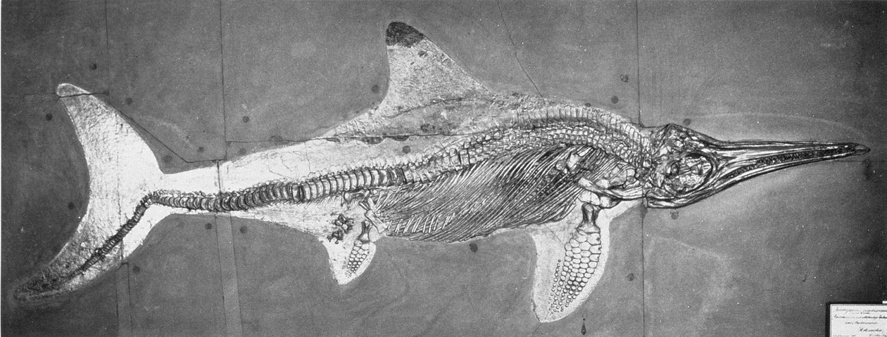 Stenopterygius megacephalus (O Ictiossauro de Oxford) encontrou o Nr. Stuttgart, Alemanha, Período das Viés Altas de Unbekannt
