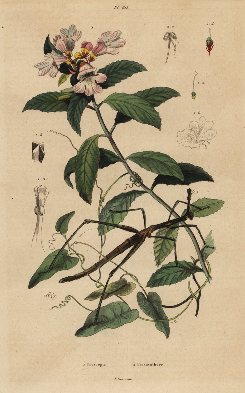 Inseto Stick, Proscopia granulata 1, e arbusto de Natal vitoriano, Prostanthera lasianthos 2 de Unbekannt