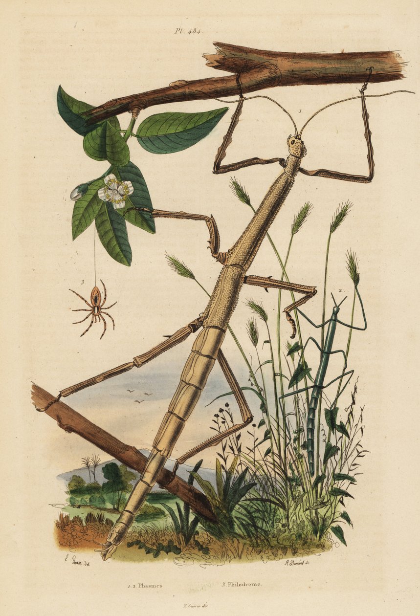 Insetos de pau ou phasmids, Carausius morosus e Clonopsis gallica, e aranha de caranguejo errante, Philodromus aureolus de Unbekannt