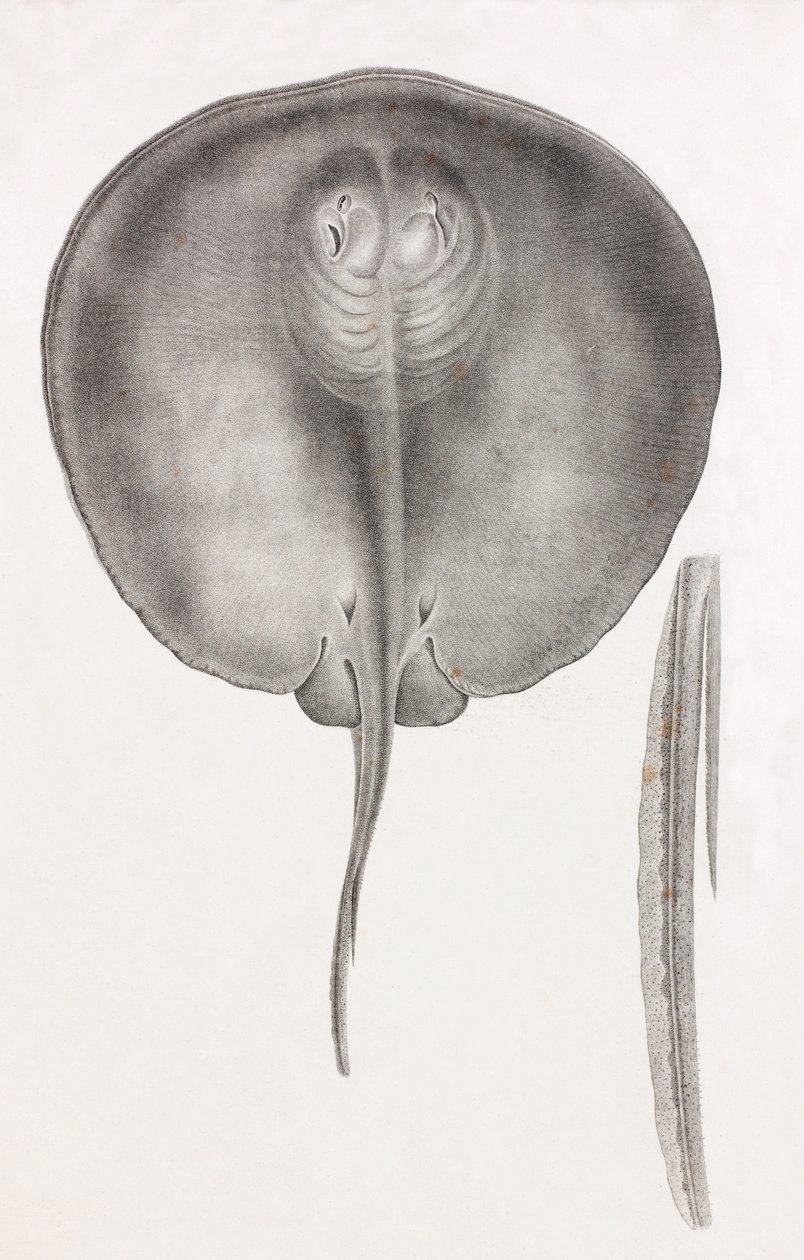 Stingray, vista frontal de perto de Unbekannt