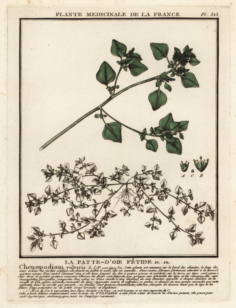Pé de ganso fedorento, Chenopodium vulvaria. de Unbekannter Künstler
