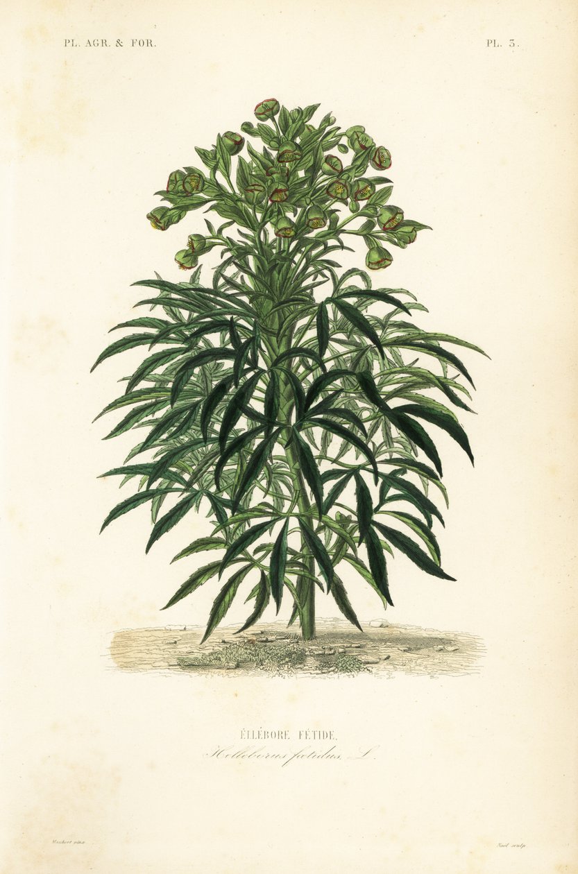 Hellebore fedorento, Helleborus foetidus, Ellebore fetide de Unbekannt
