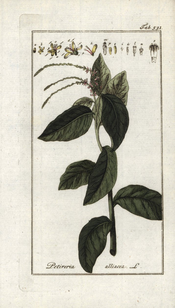 Verbena fedorenta ou liana de alho (Petiveria alliacea). Litografia de "Afbeelding der Artseny-Gewassen" de Johannes Zorn (1739-1799), Países Baixos de Unbekannter Künstler