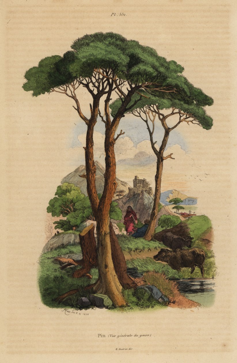 Pinho de pedra, Pinus pinea, Pin Pin Pin de Unbekannt