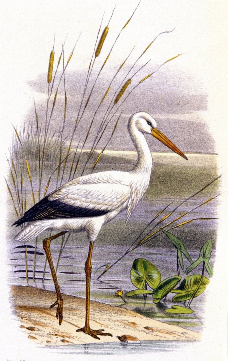 Cegonha, c.1850 (litografia) de Unbekannter Künstler