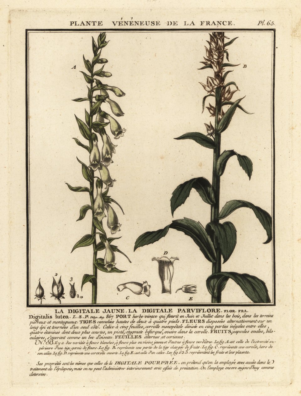 Dedaleira de palha, Digitalis lutea. de Unbekannter Künstler