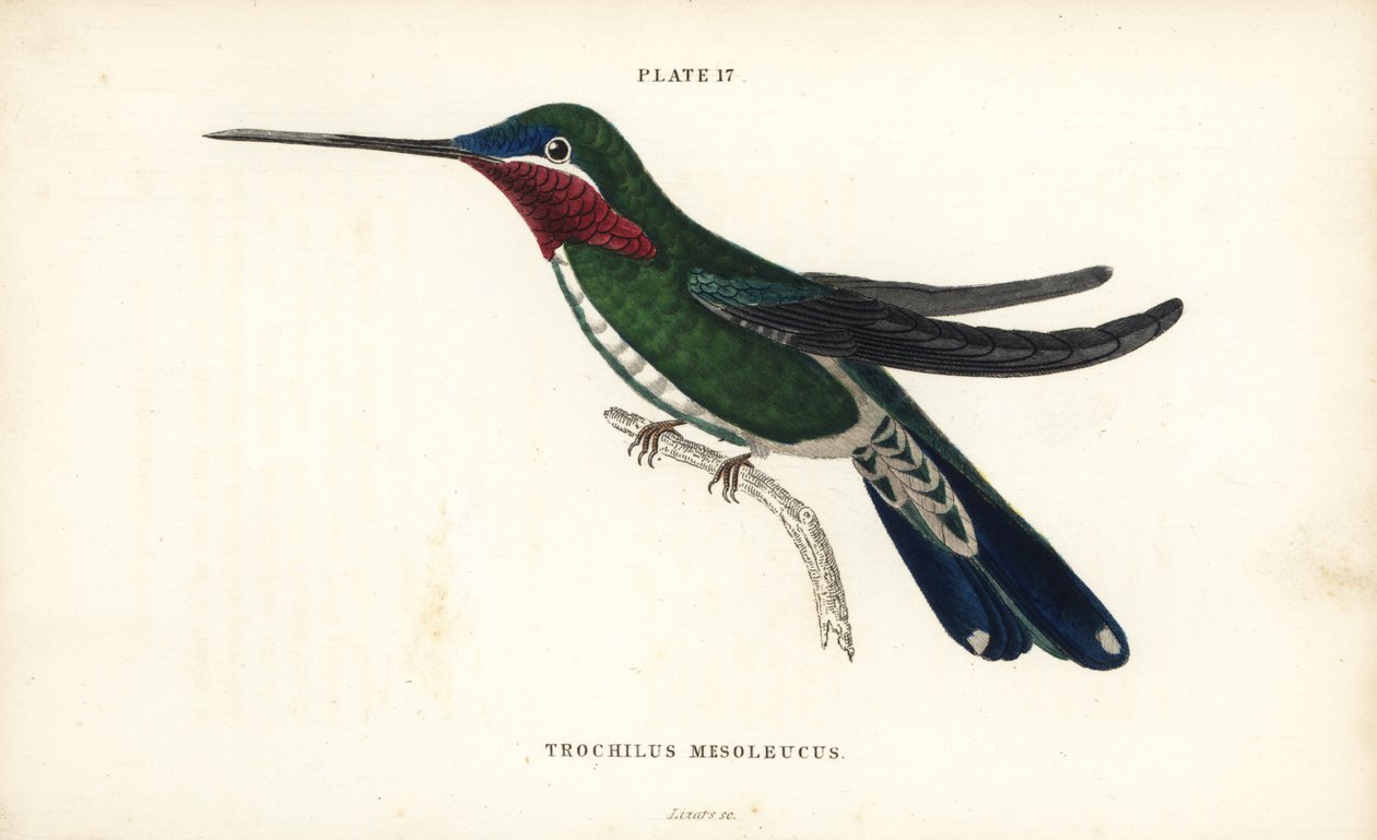 Garganta-estrela-de-peito-listrado, Heliomaster squamosus (colibri de riscas brancas, Trochilus mesoleucus). Gravura em metal aço colorida à mão por William Lizars da Naturalist