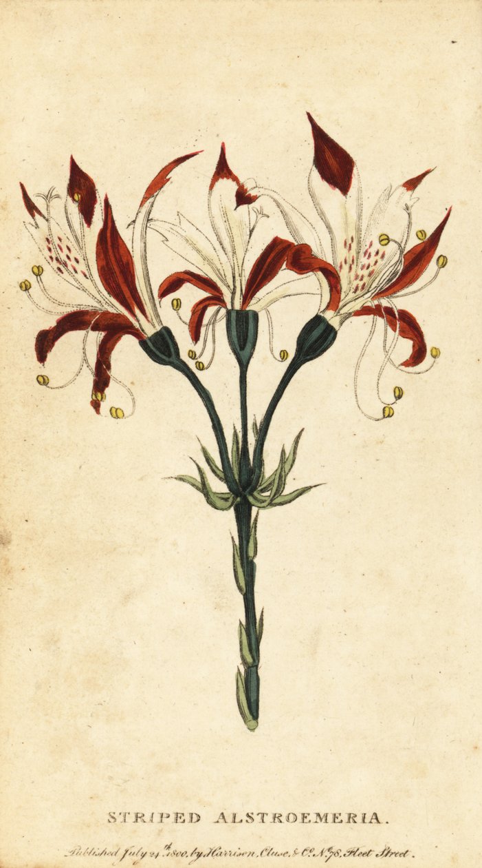 Alstroemeria listrada, Alstroemeria ligtu. , 1800 (gravura) de Unbekannter Künstler