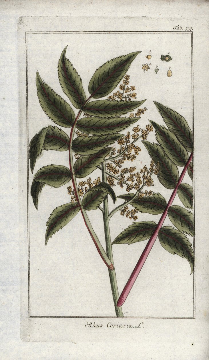 Sumac de corroyers ou viajantes, ou corroyere (Rhus coriaria). Litografia de "Afbeelding der Artseny-Gewassen" de Johannes Zorn (1739-1799), Países Baixos de Unbekannter Künstler