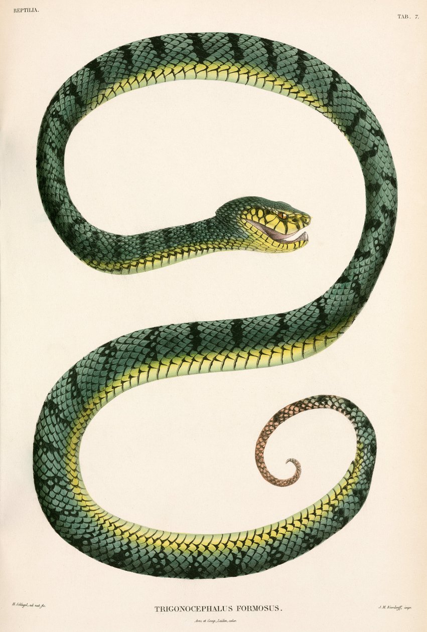 Sumatra Pit-Viper, Indonésia de Unbekannter Künstler