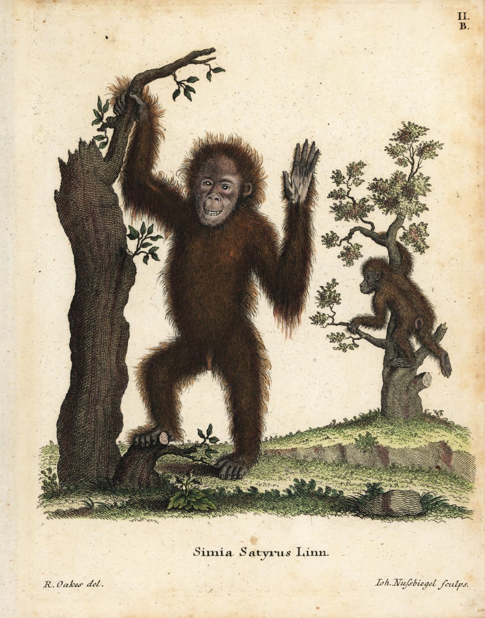 Orangotango de Sumatra, Pongo abelii. Criticamente em perigo. Gravura em chapa de cobre colorida à mão, segundo uma ilustração de R. Oakes, da obra Animal Illustrations after Nature, ou Schreber