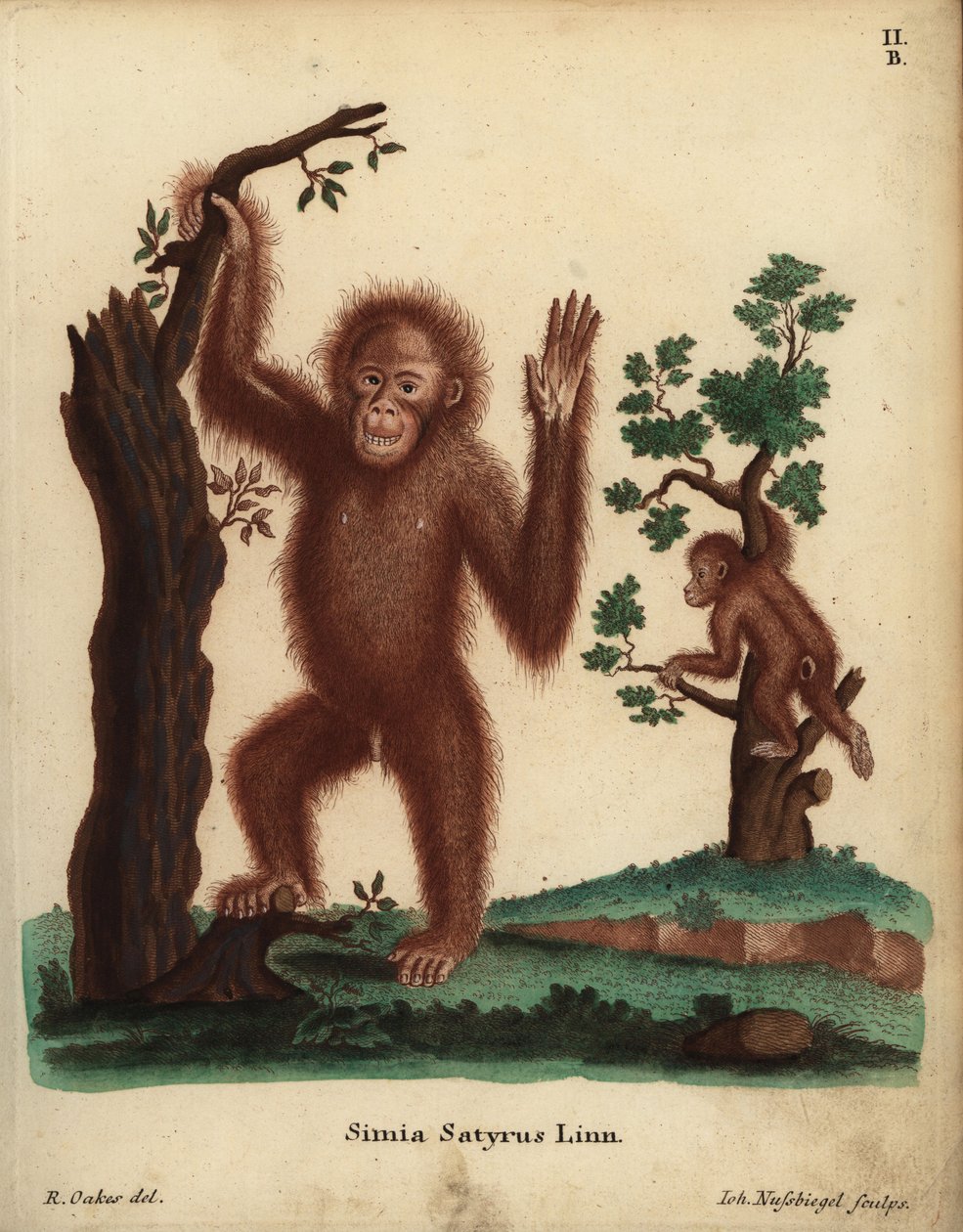 Orangotango de Sumatra, Pongo abelii. Criticamente em perigo. Simia satyrus Linn. Gravura em chapa de cobre colorida à mão de Johann Nussbiegel a partir de uma ilustração de R. Oakes das Animal Illustrations after Nature de Johann Christian Daniel Schreber de Unbekannter Künstler
