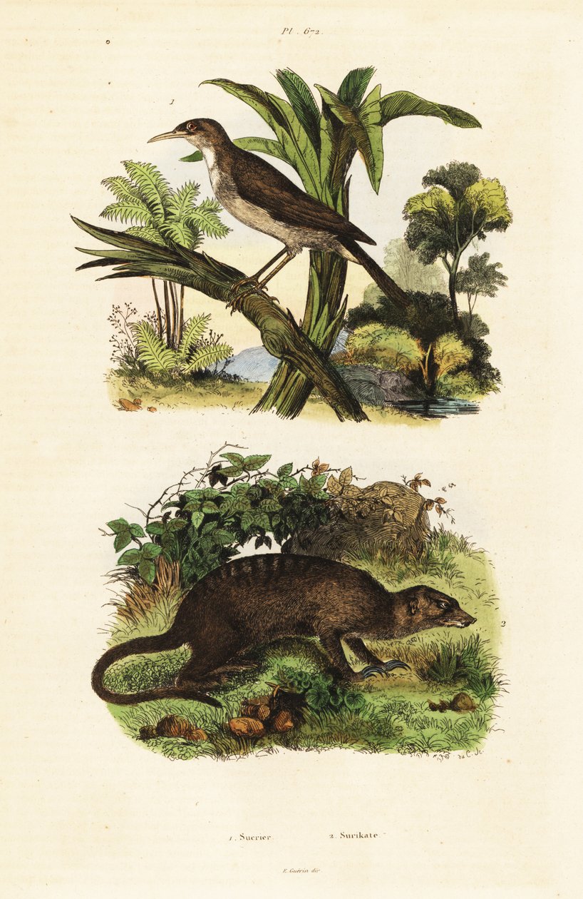 Sunbird and meerkat,1834-1839 (gravura) de Unbekannter Künstler