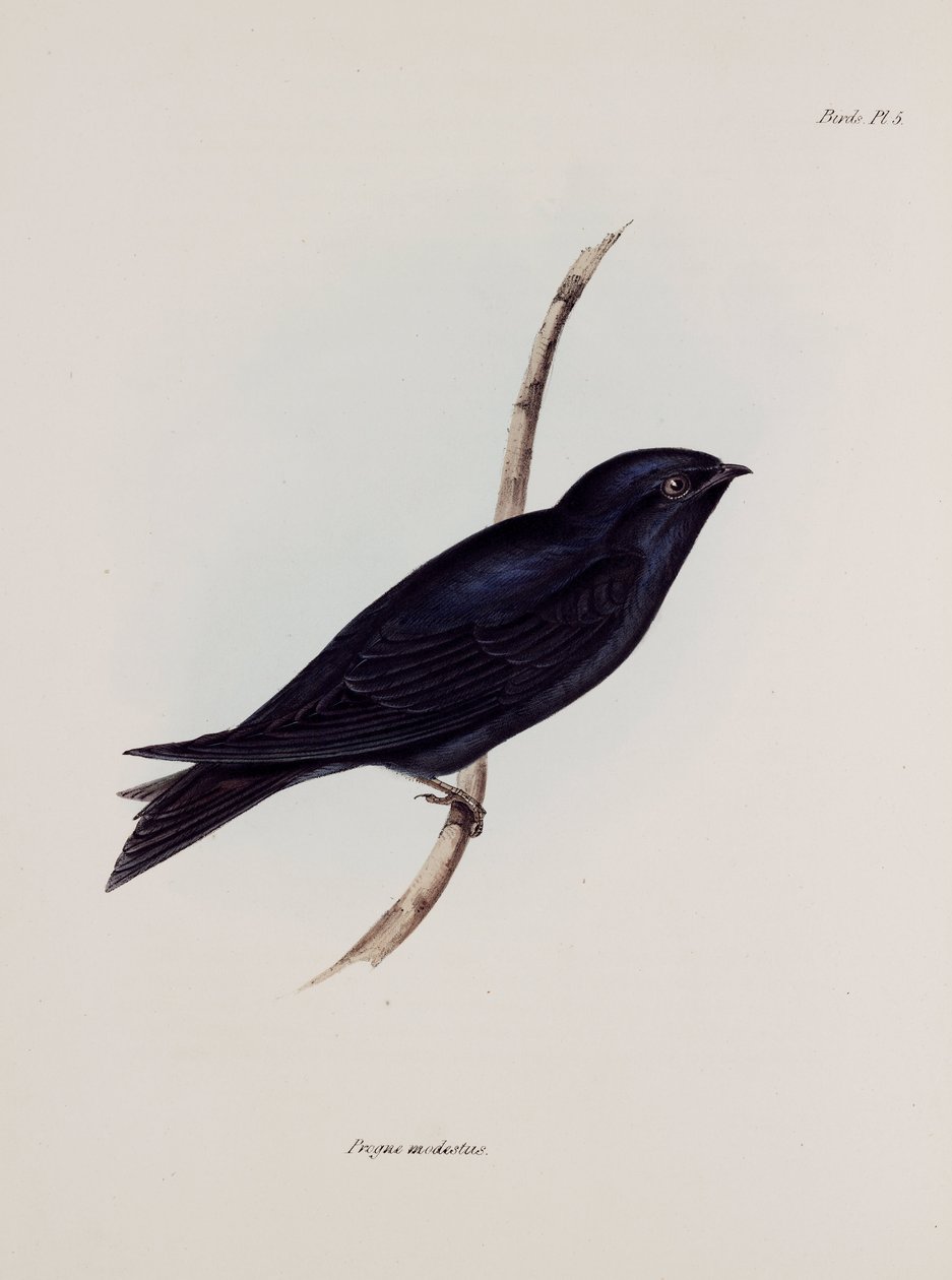 Andorinha ou martin, América do Sul, c 1832-1836 de Unbekannt