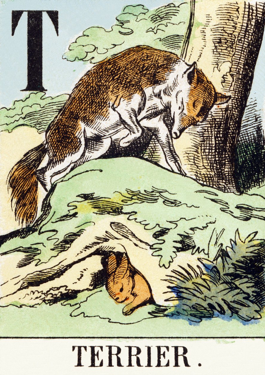 T : Terrier - O Alfabeto de Caça, c.1890 (gravura) de Unbekannt