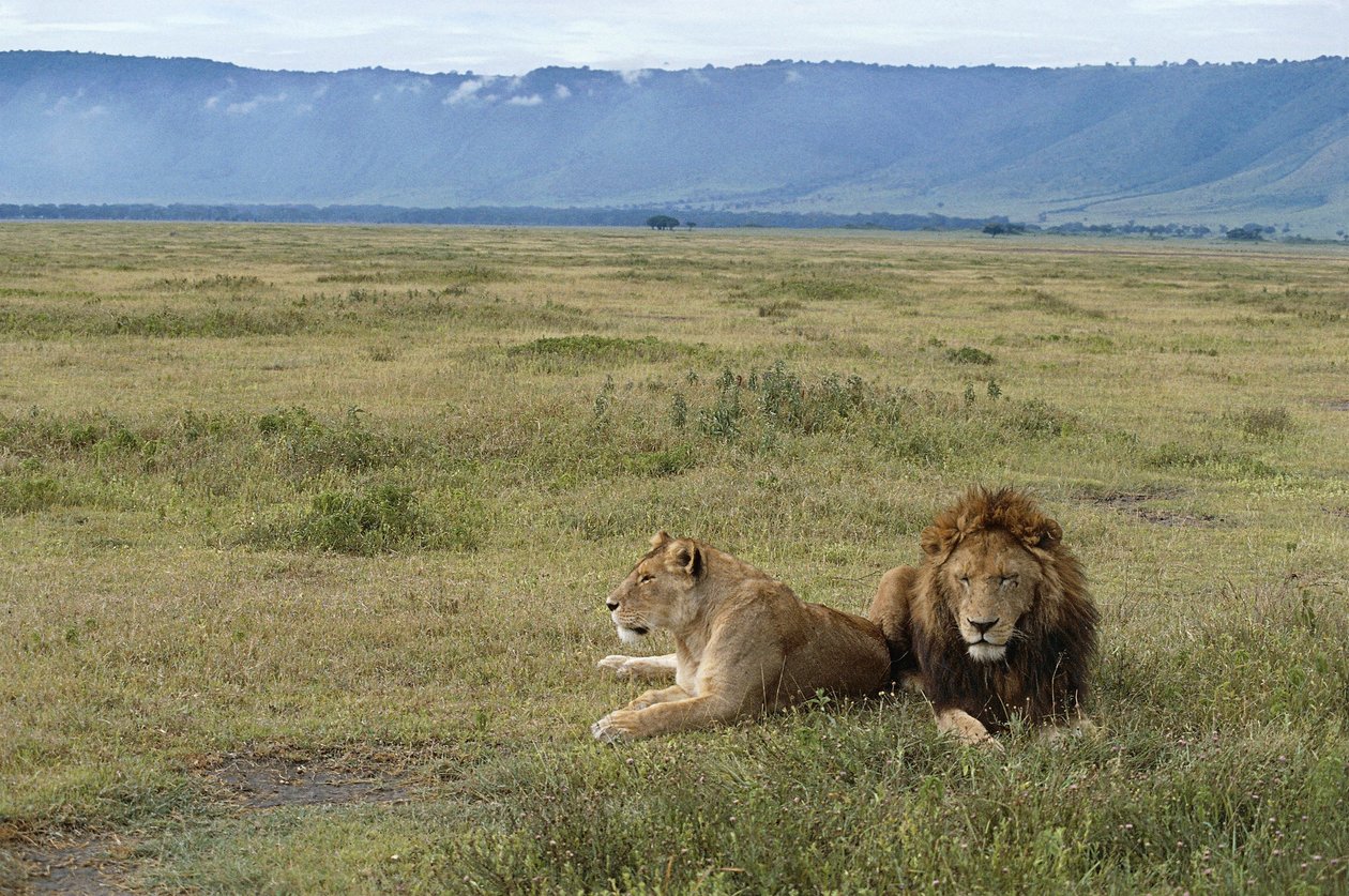 Tanzânia, área de conservação de Ngorongoro , leões (Pantera leo) de Benjamin Baud