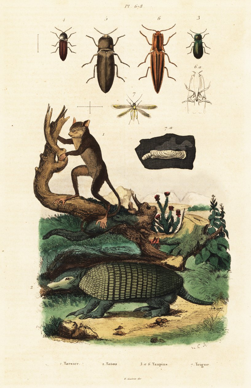 Tarsier, tatu e besouros. ,1834-1839 (gravura) de Unbekannter Künstler