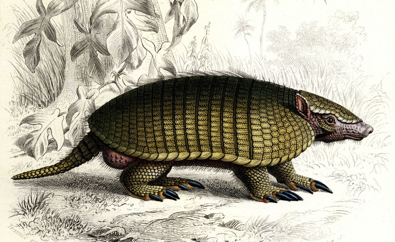 Tatu (Dasypus sexeinetus), mamíferos edentes. In "Dictionnaire universel d
