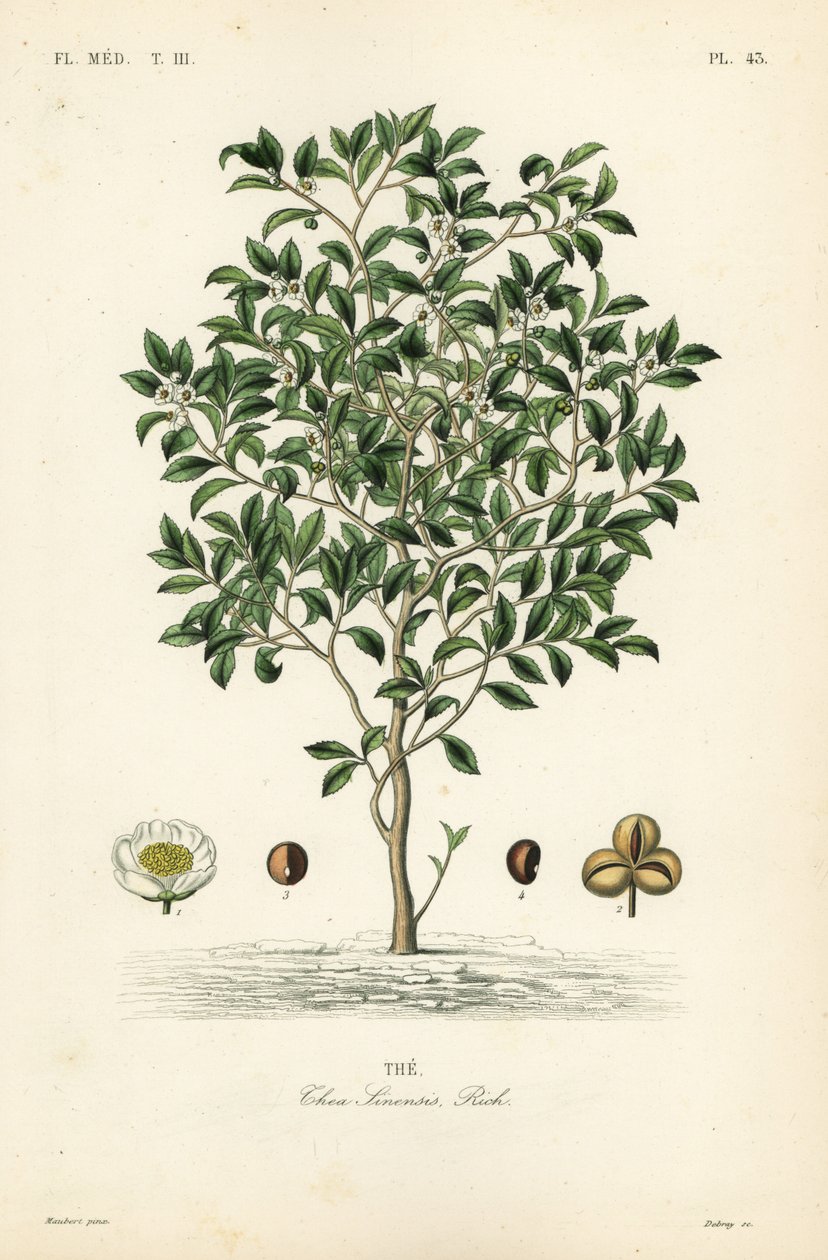 Árvore ou planta do chá, Camellia sinensis, Thea sinensis, a de Unbekannt
