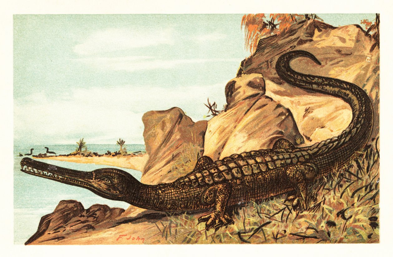 Teleosaurus cadomensis, espécie extinta de crocodilo marinho.1908 (litografia) de Unbekannter Künstler