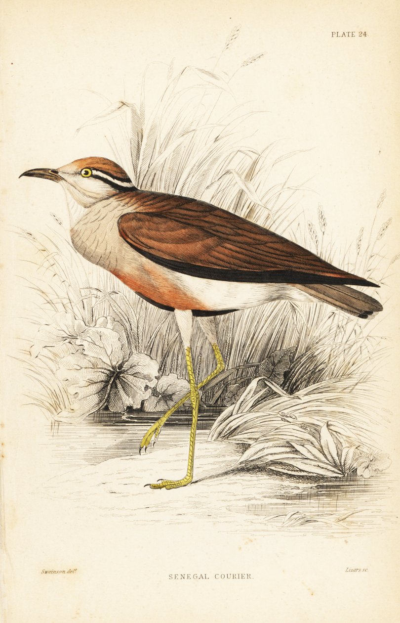 Cursor de Temminck, Cursorius temminckii (Correio do Senegal, Tachydromus senegalensis). Gravura em metal aço colorida à mão por William Lizars após William Swainson da Biblioteca do Naturalista de Sir William Jardine: Ornithology: Birds of Western Africa, de Unbekannter Künstler