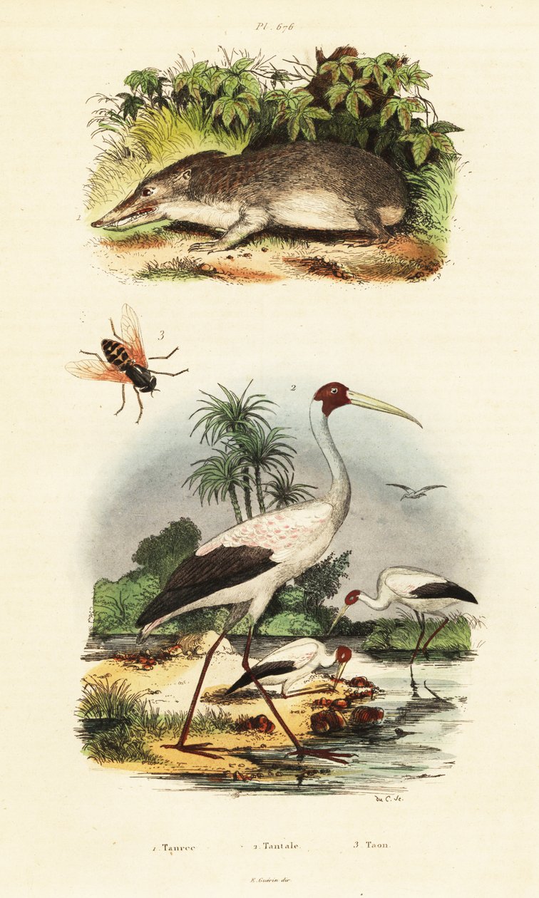 Tenrec, cegonha e mutuca, 1834-1839 (gravura) de Unbekannter Künstler