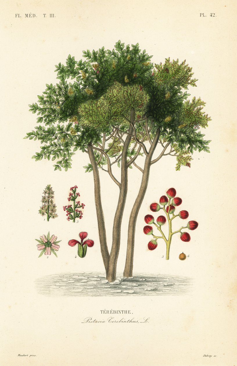 Terebinto ou terebintina, Pistacia terebinthus, Terebinthe de Unbekannt