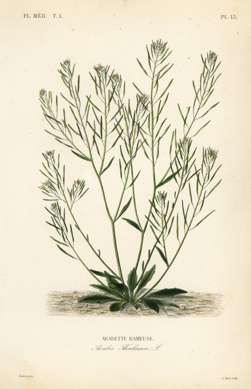 Thale cress, mouse-ear cress ou arabidopsis, Arabidopsis thaliana, Arabis thaliana, Arabette rameuse de Unbekannt