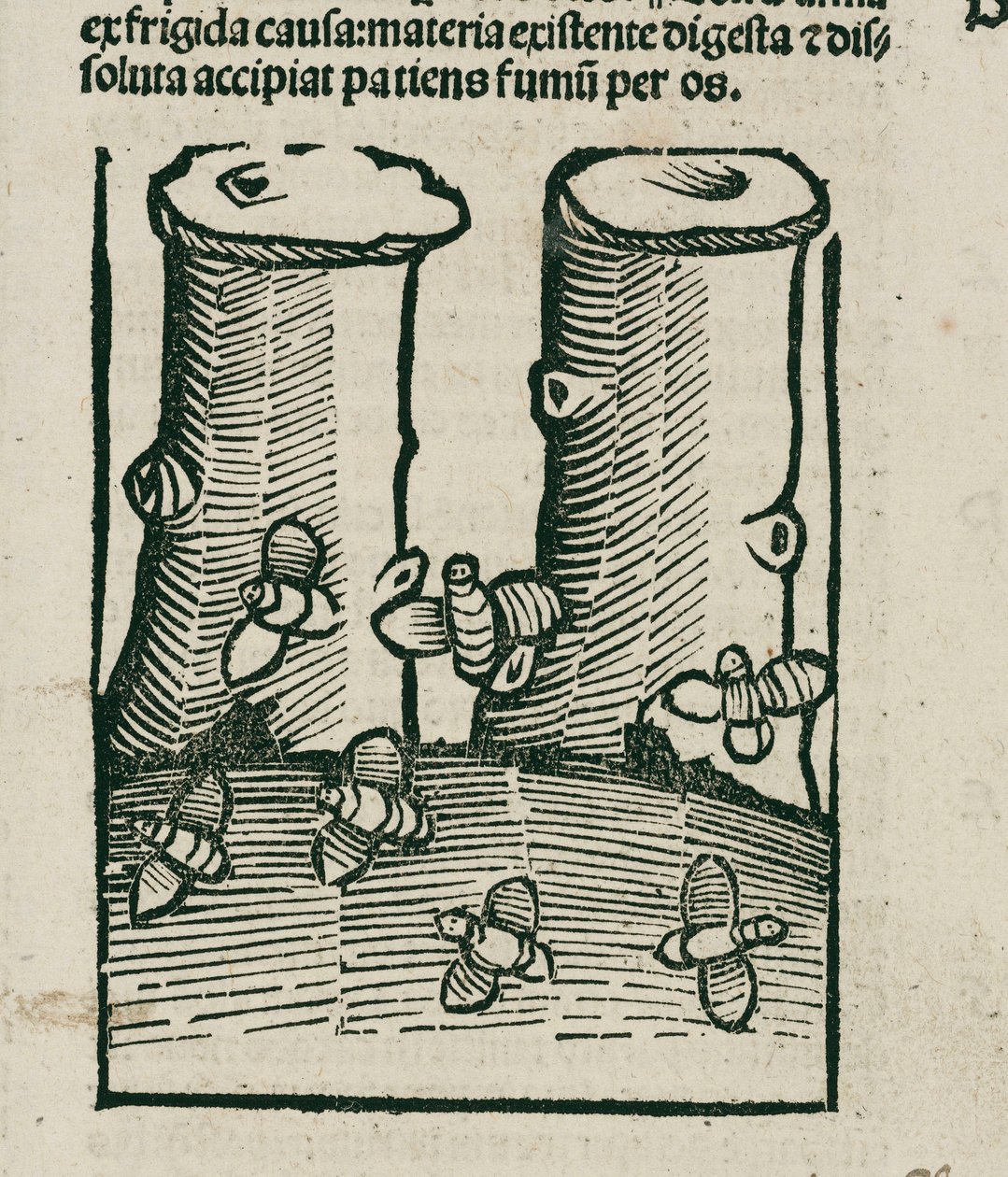 A Abelha de Unbekannt