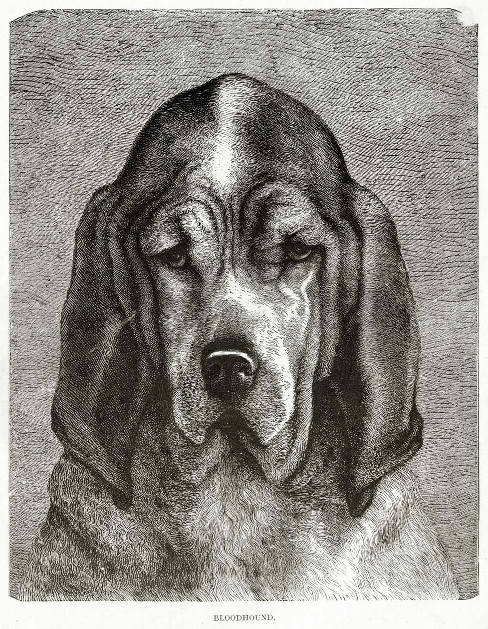 O Bloodhound. 1902 (litho) de Unknown