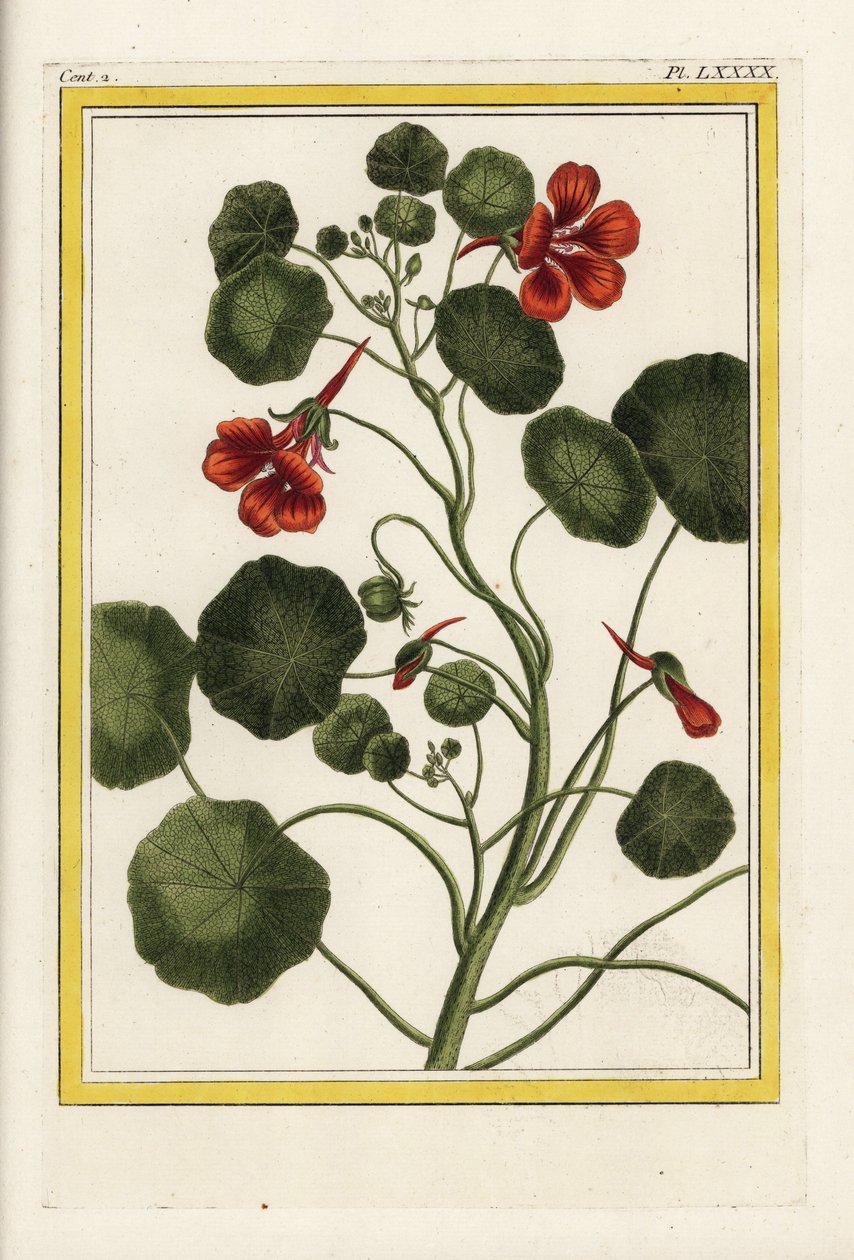 O Capuchinho. Chagas de jardim, Tropaeolum majus. Gravura colorida à mão de Pierre Joseph Buchoz "Coleção preciosa e iluminada das mais belas e curiosas flores, cultivadas tanto nos jardins da China como nos da Europa, Paris de Unbekannter Künstler