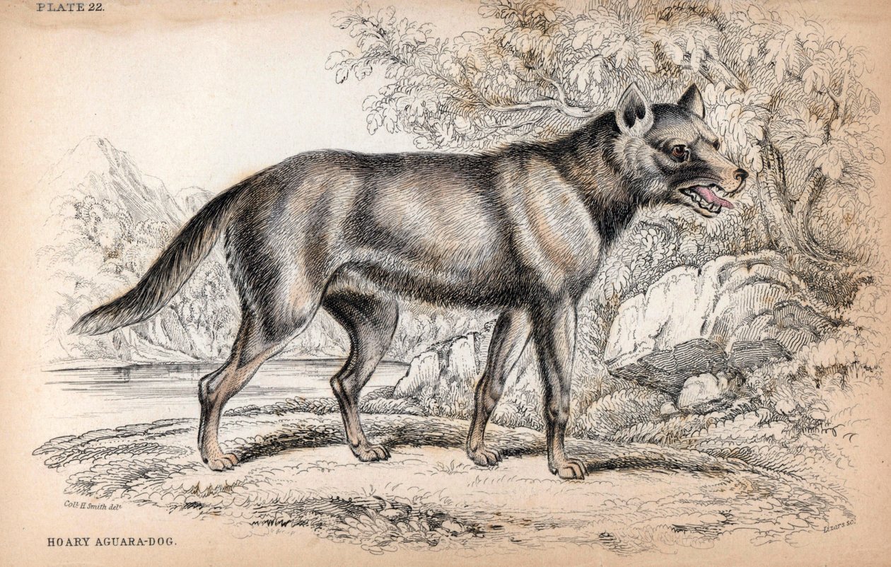 A Raposa Chenu ou Raposa do Brasil, Lycalopex vetulus - Litografia do Coronel Charles Hamilton Smith para ilustrar a Naturalist