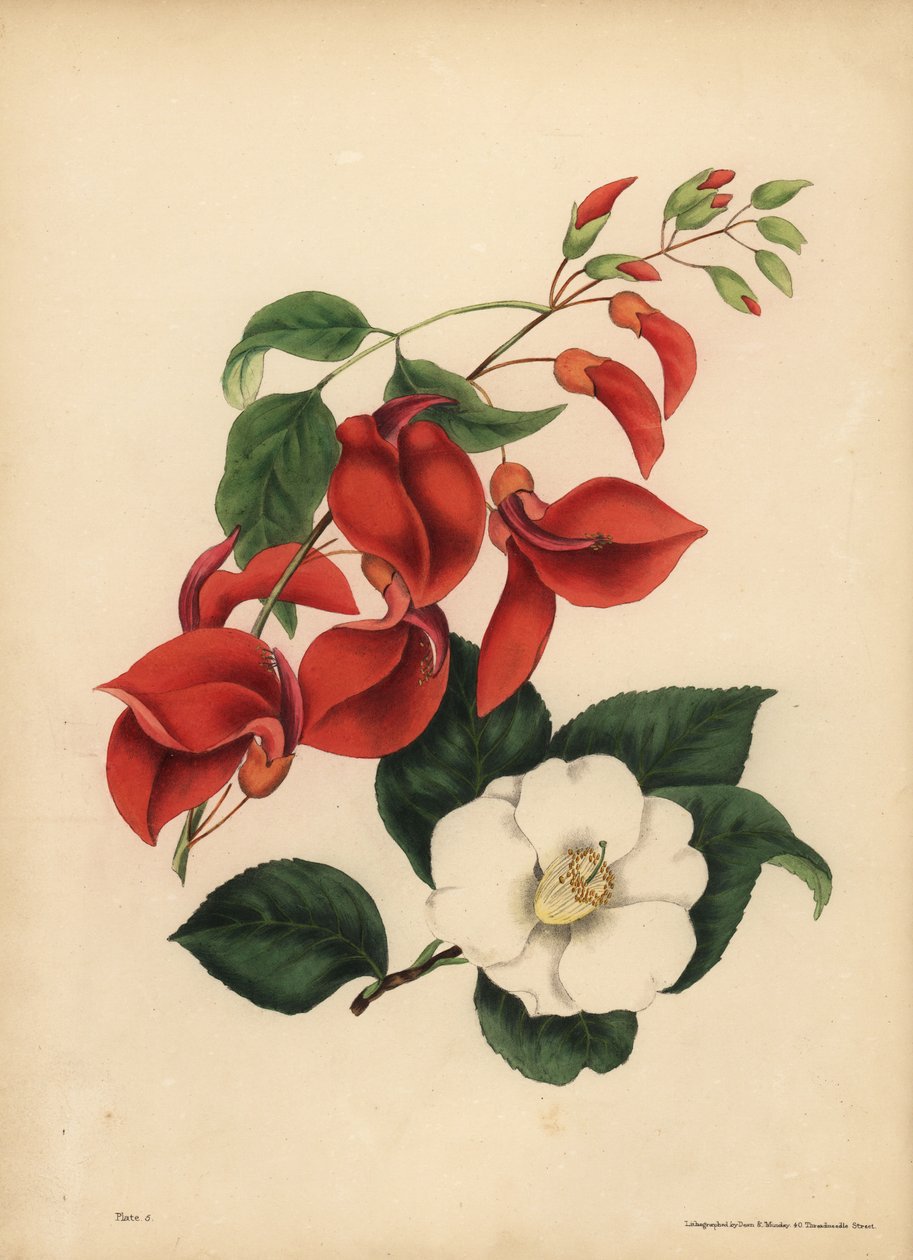 O Pente de Galo Coraleiro, Erythrina crista-galli, Singularidade; A única flor branca Camellia ou Japan Rose, Camellia japonica, A beleza é a sua única atração de Unbekannt