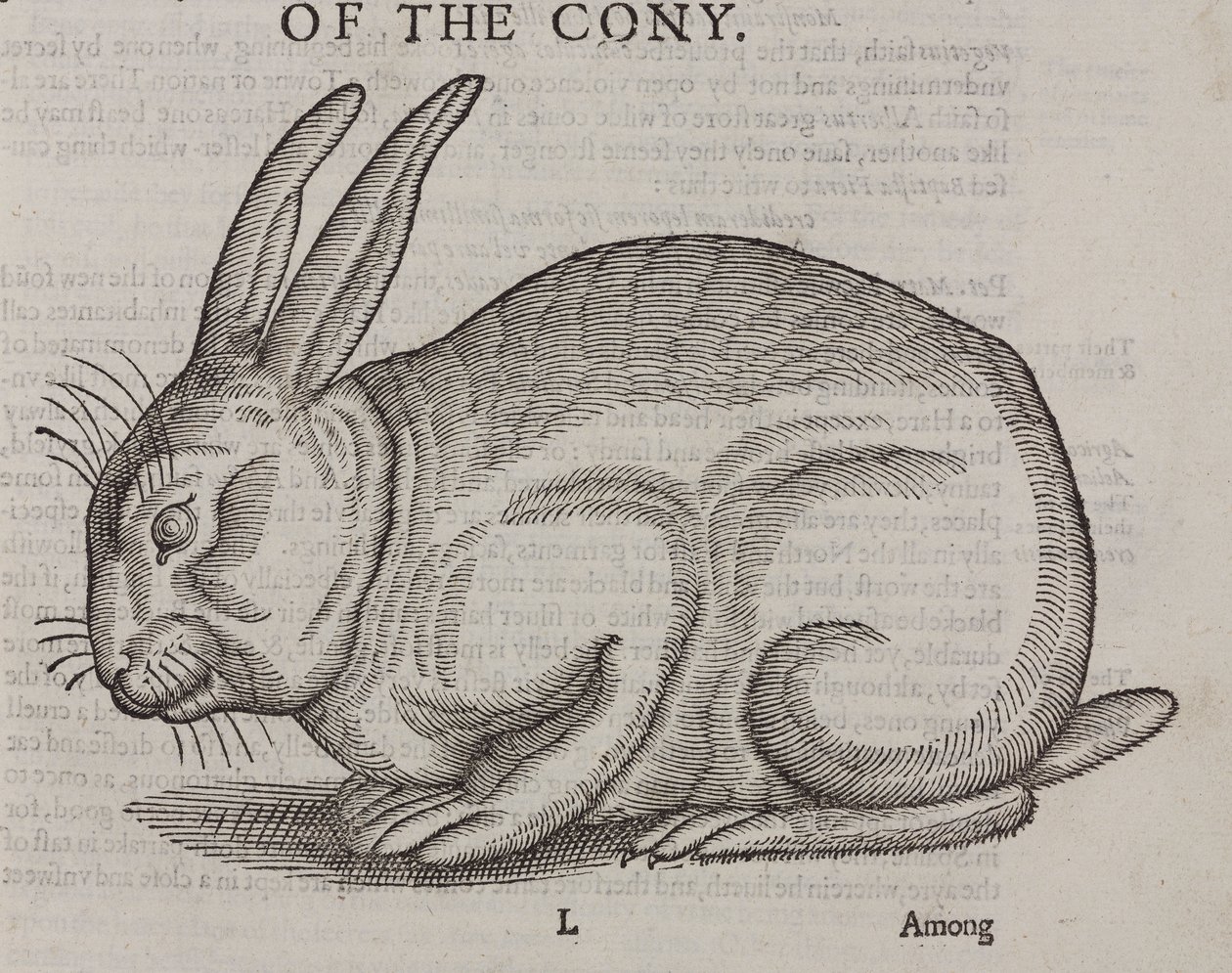 O Cony de Unbekannt