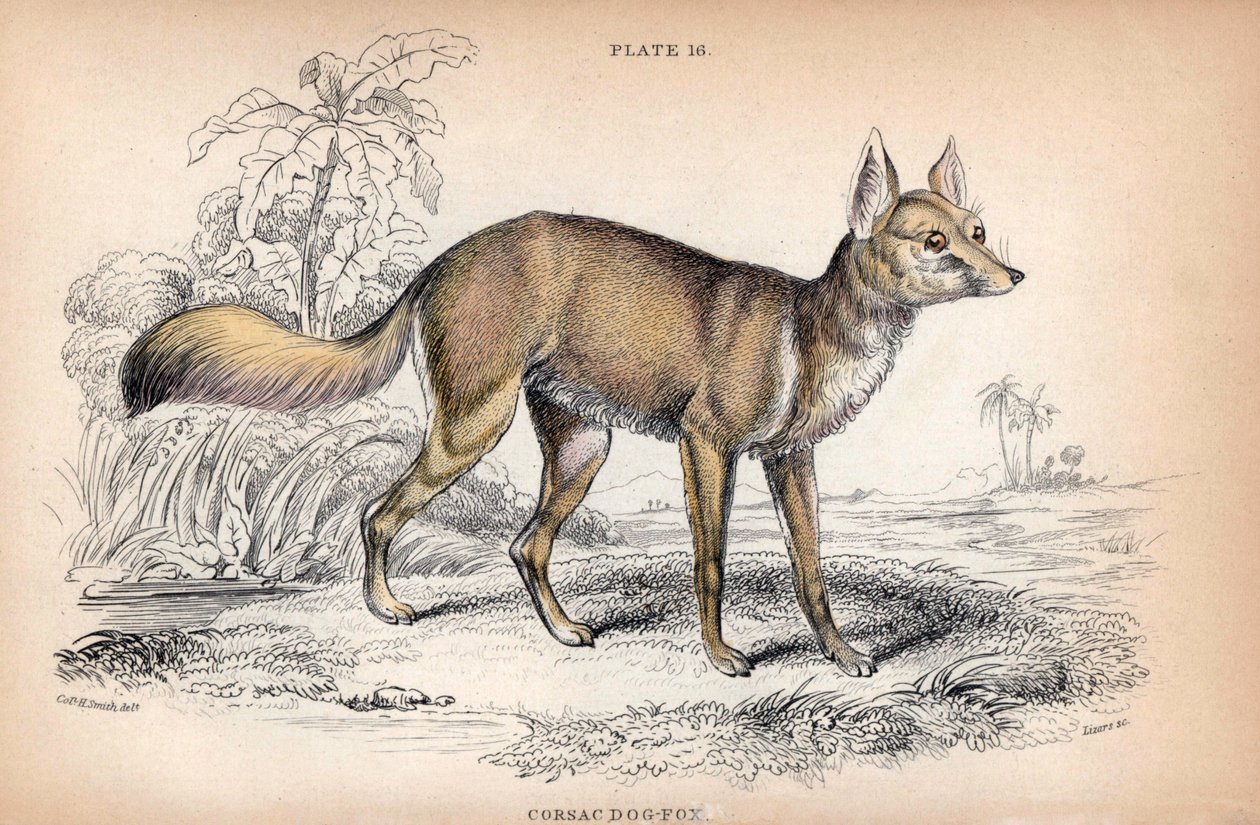 A raposa de Corsac, Vulpes Corsac - Litografia do Coronel Charles Hamilton Smith para ilustrar a Naturalist