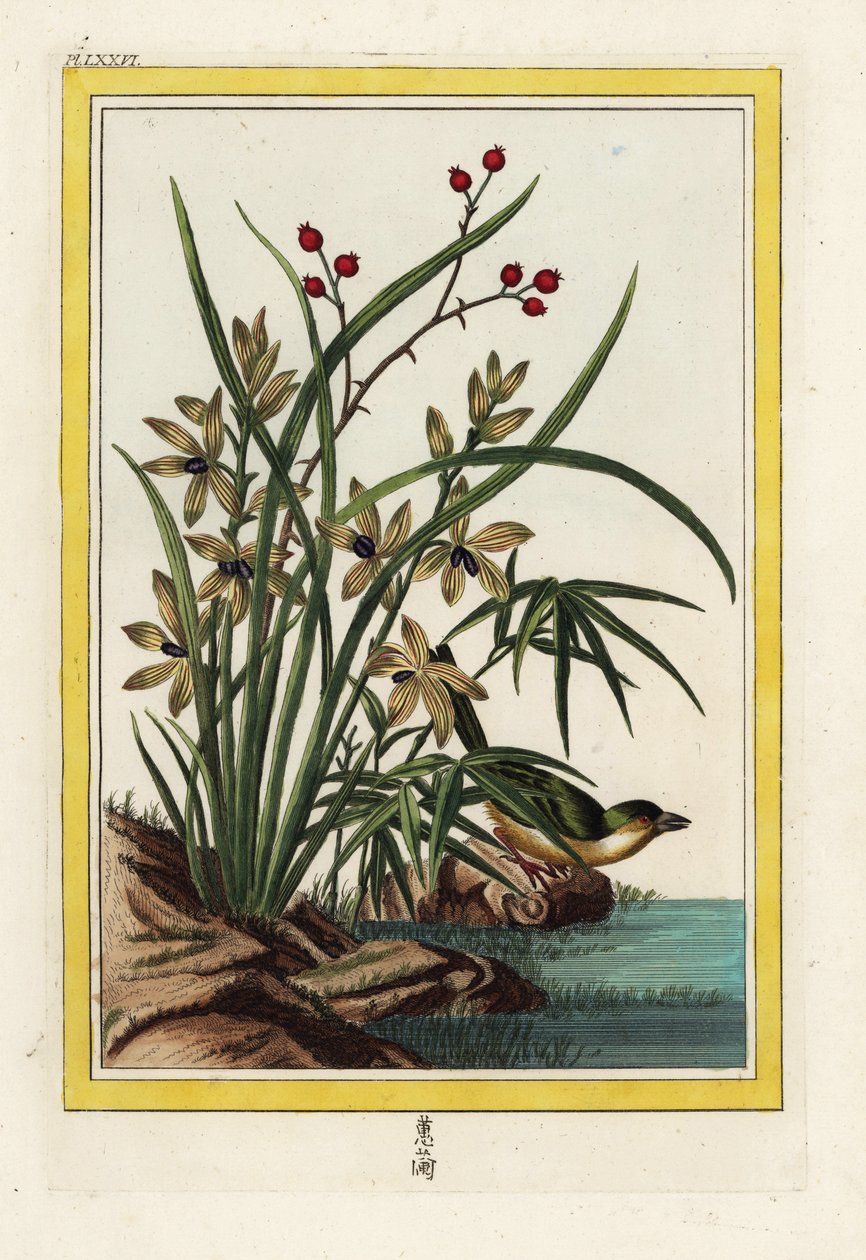 O Elleborin da China. Orquídea helleborina, Cephalanthera longifolia. Gravura colorida à mão de Pierre Joseph Buchoz "Coleção preciosa e iluminada das mais belas e curiosas flores, cultivadas tanto nos jardins da China como nos da Europa, de Unbekannter Künstler