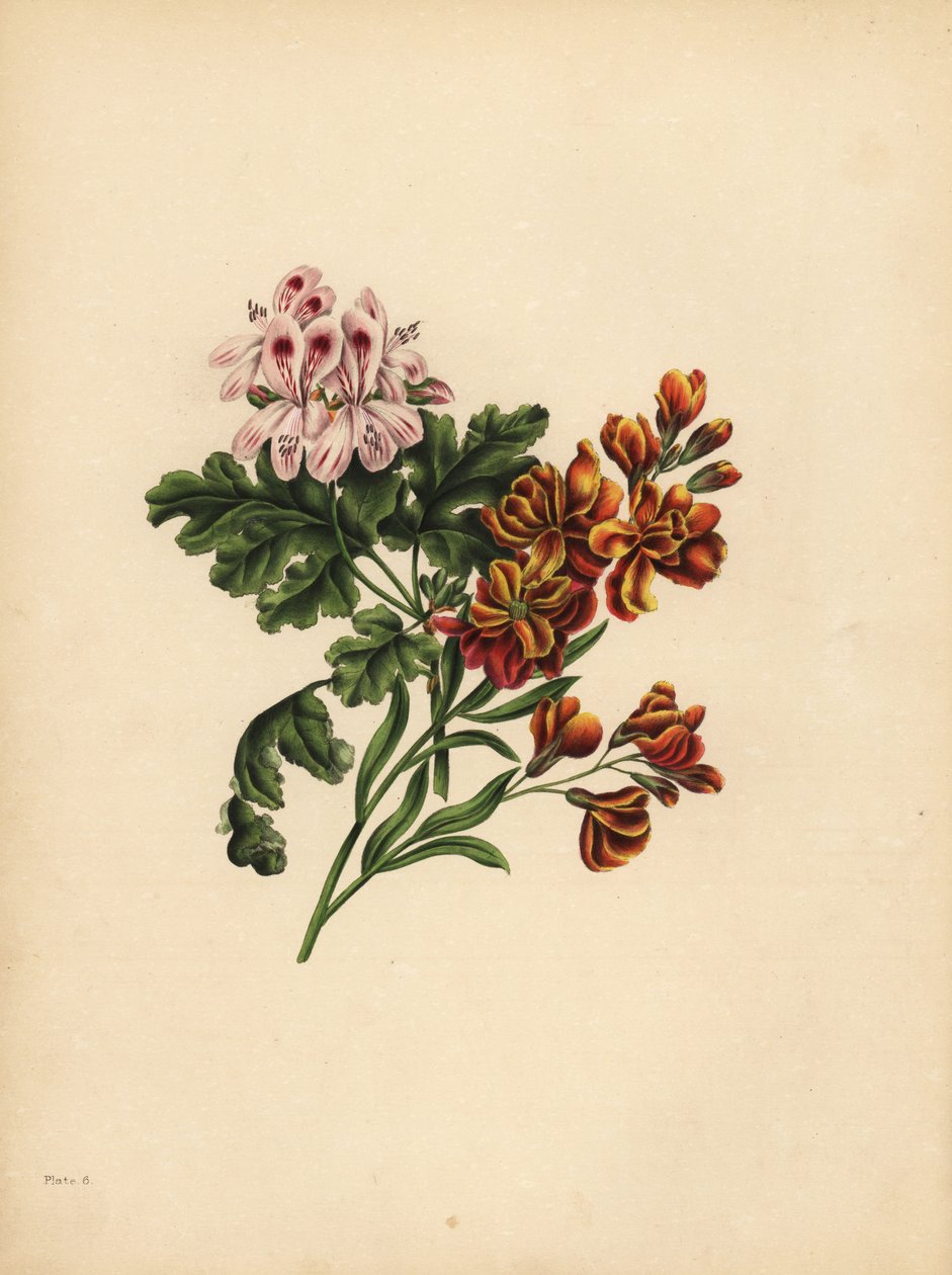 O Gerânio de Helen, Preferência; A Flor de Parede do Jardim, Fidelidade na infelicidade de Unbekannt