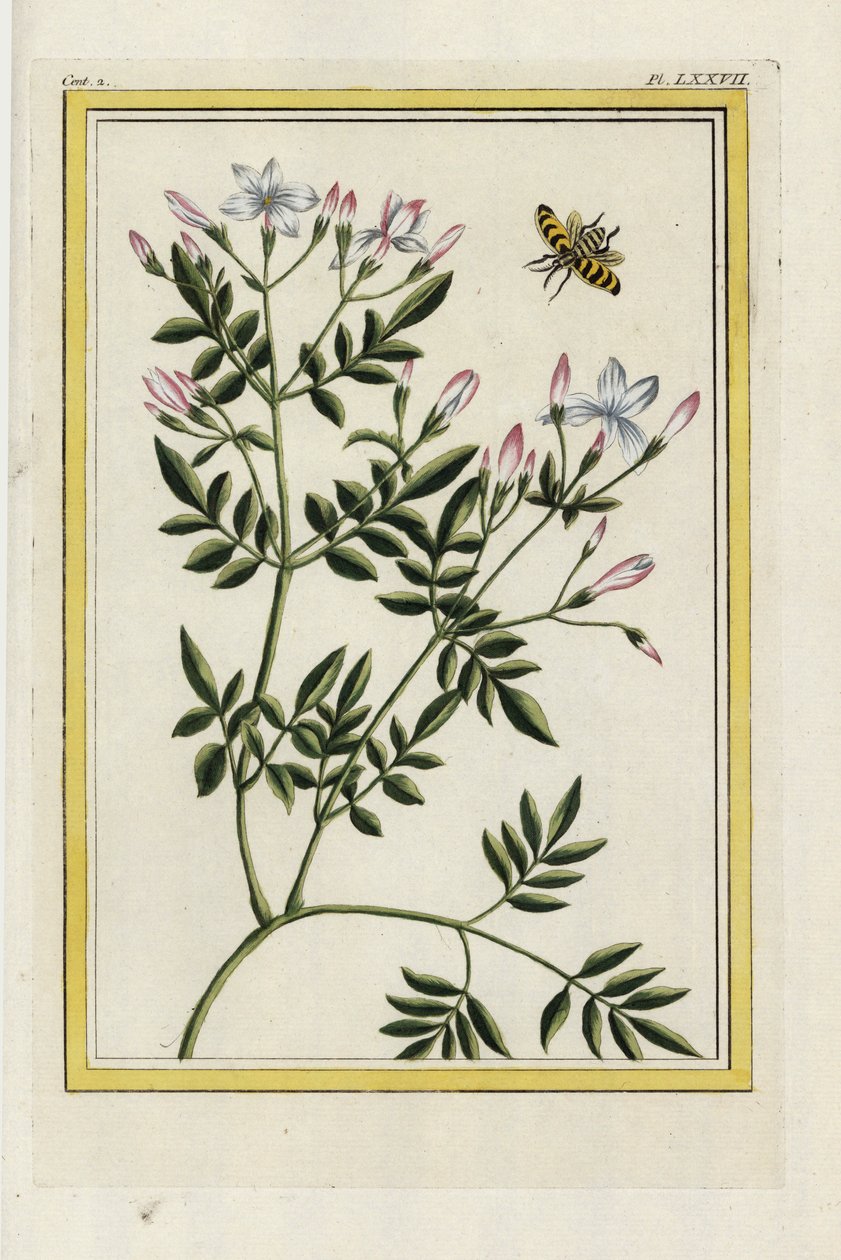 O jasmim espanhol. Jasmim espanhol, Jasminum grandiflorum. Gravura colorida à mão de Pierre Joseph Buchoz "Coleção preciosa e iluminada das mais belas e curiosas flores, cultivadas tanto nos jardins da China como nos da Europa, Paris de Unbekannter Künstler