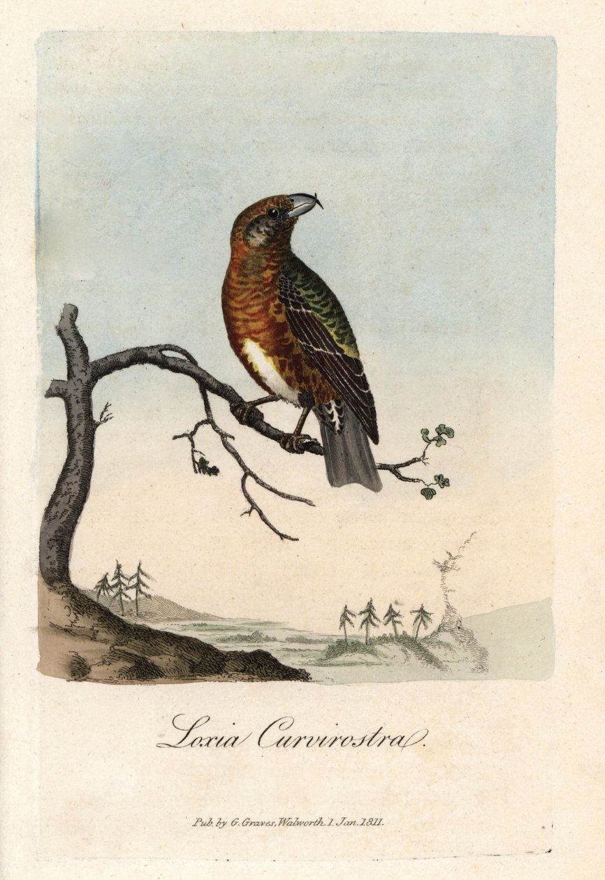 O bico atravessa os abetos. Gravura em cobre colorido de George Graves, em British Ornithology de Unbekannter Künstler