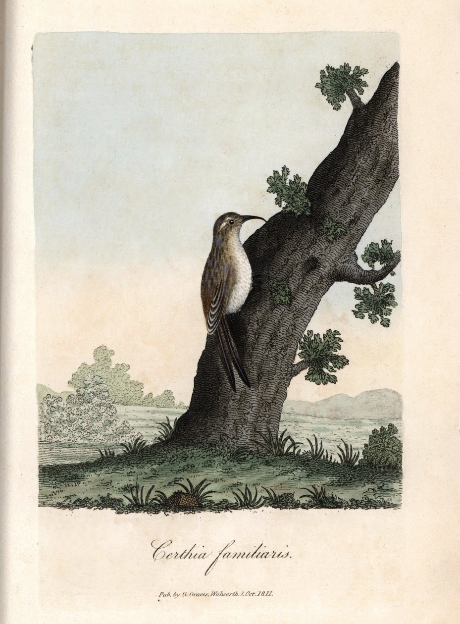 O trepador dos bosques. Gravura em cobre colorido de George Graves, em British Ornithology de Unbekannter Künstler