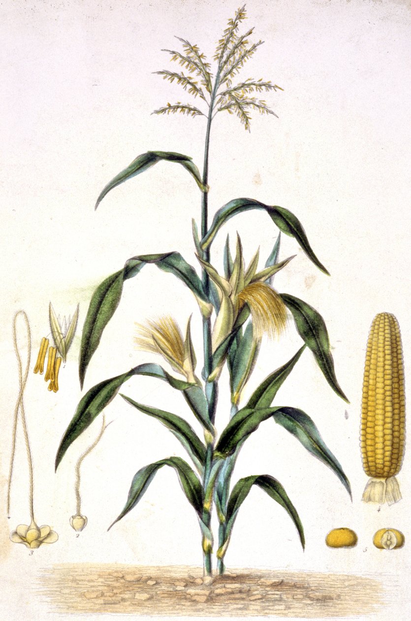 O milho, c.1880-1900 (gravura) de Unbekannter Künstler